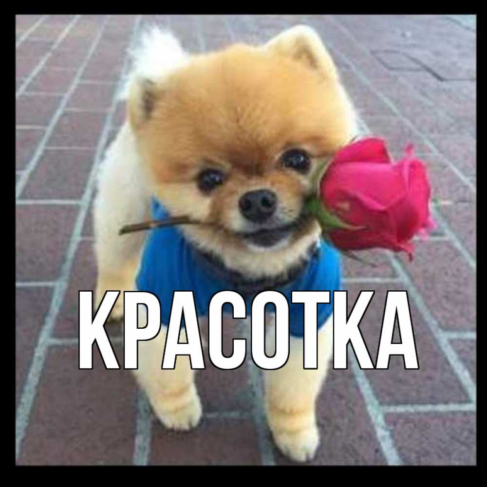 Открытка на каждый день с именем, красотка Главная роза в зубах Прикольная открытка с пожеланием онлайн скачать бесплатно 