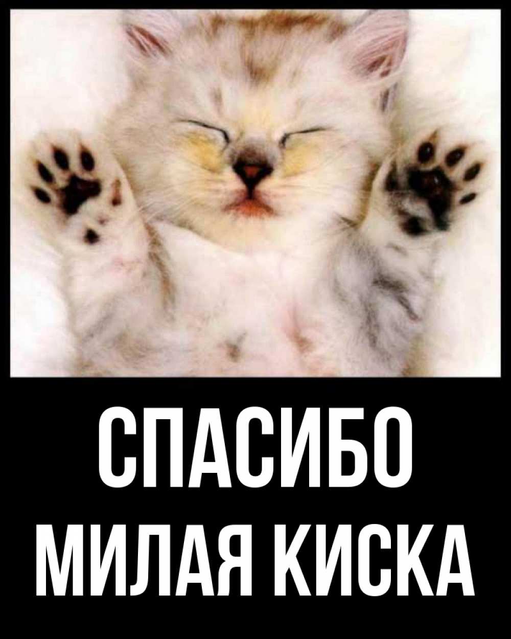 Милая киска
