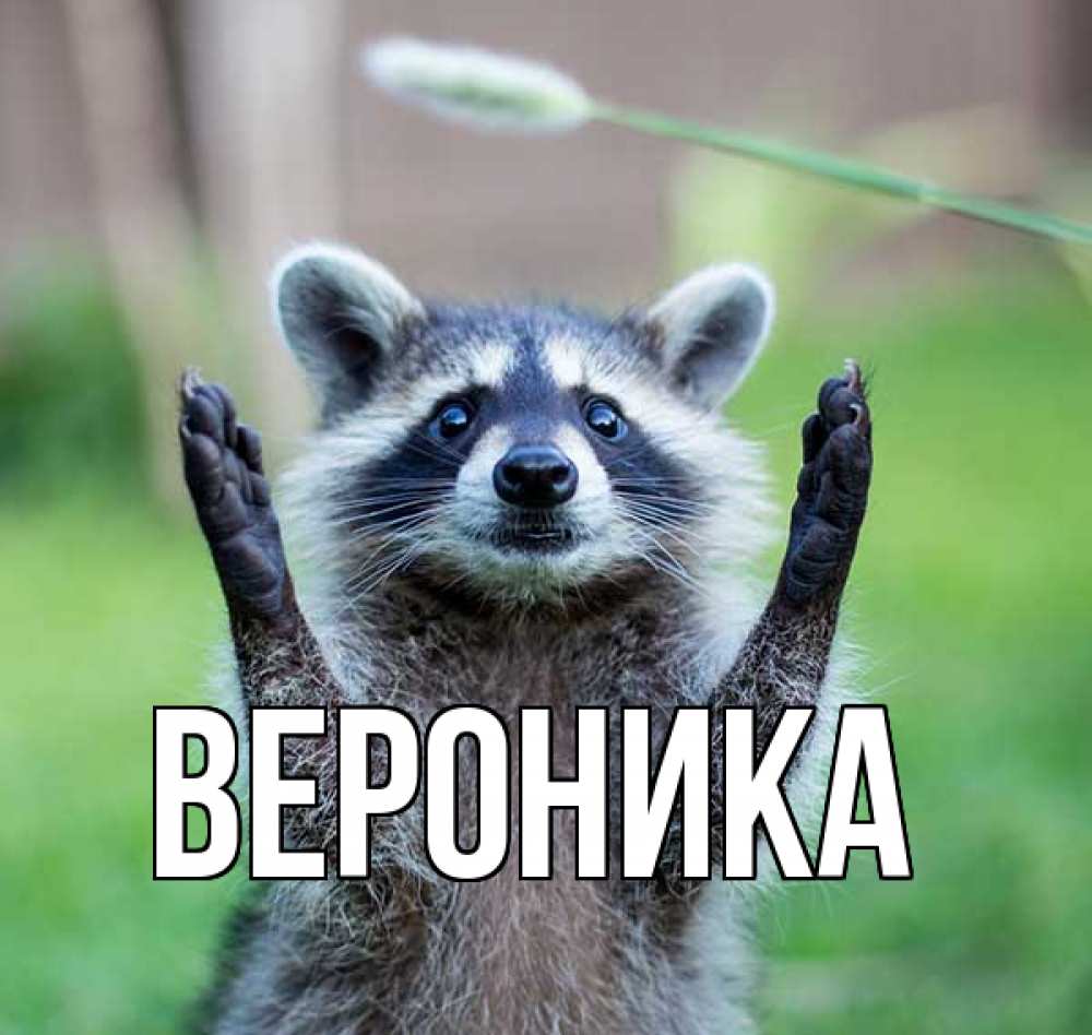 Открытка на каждый день с именем, Вероника Главная животные Прикольная открытка с пожеланием онлайн скачать бесплатно 