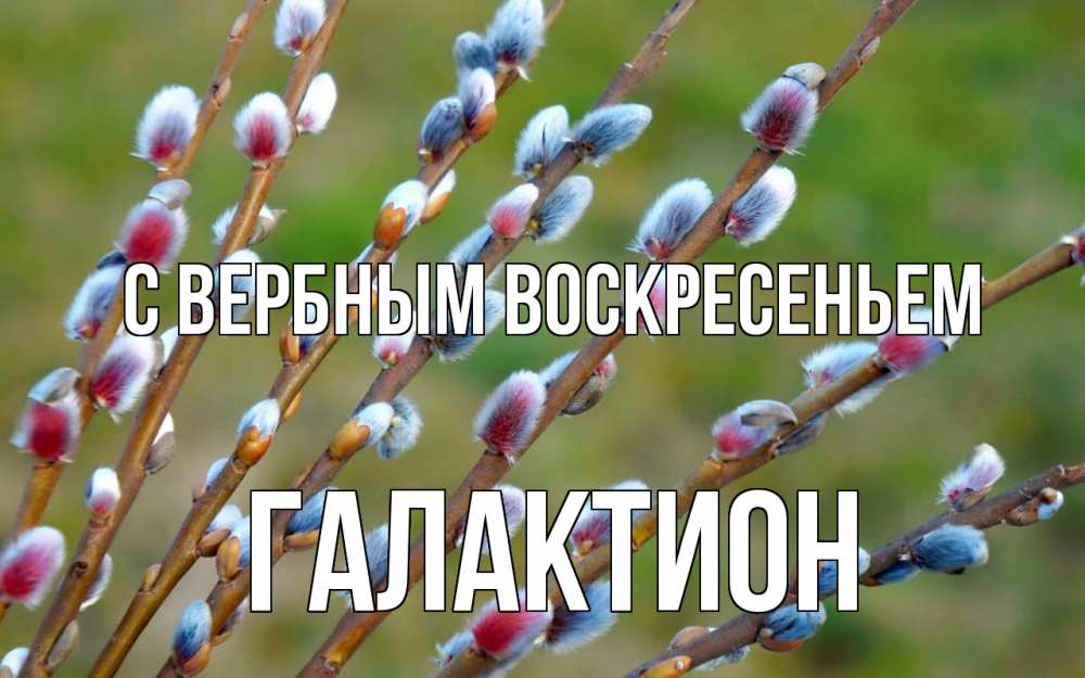 Открытка на каждый день с именем, Галактион С вербным воскресеньем верба Прикольная открытка с пожеланием онлайн скачать бесплатно 