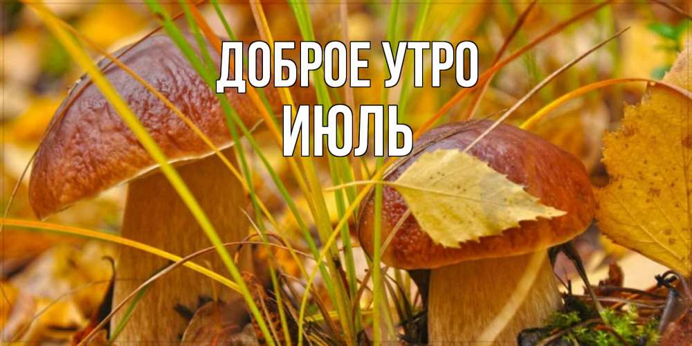 Открытка на каждый день с именем, Июль Доброе утро осенние грибы Прикольная открытка с пожеланием онлайн скачать бесплатно 