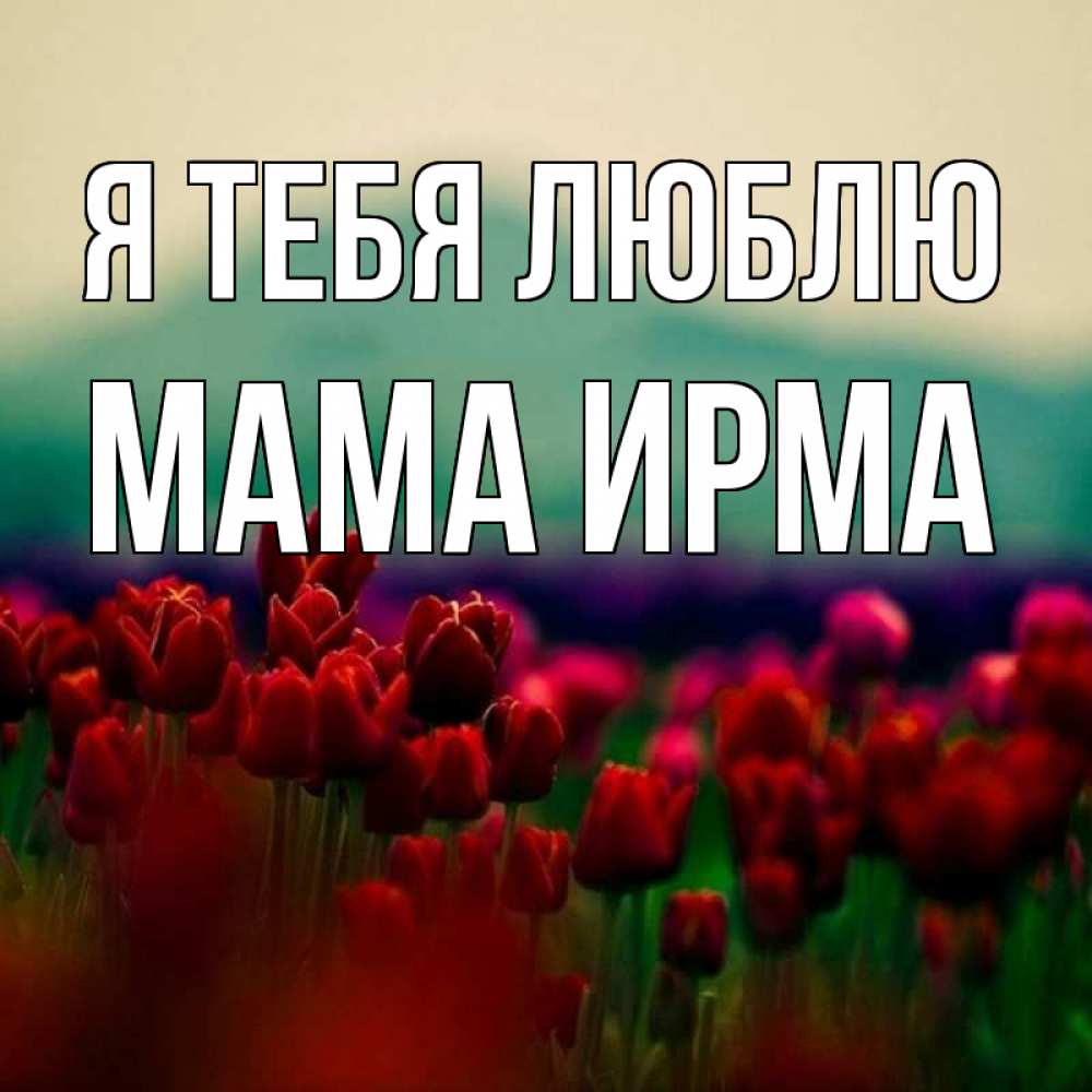 Открытка на каждый день с именем, Мама-Ирма Я тебя люблю тюльпаны 4 Прикольная открытка с пожеланием онлайн скачать бесплатно 