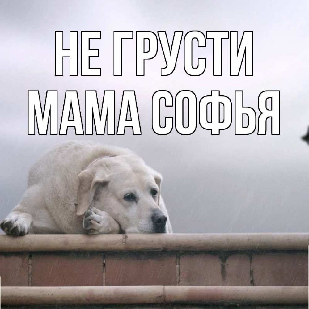 Открытка на каждый день с именем, Мама-Софья Не грусти белый пес 1 Прикольная открытка с пожеланием онлайн скачать бесплатно 