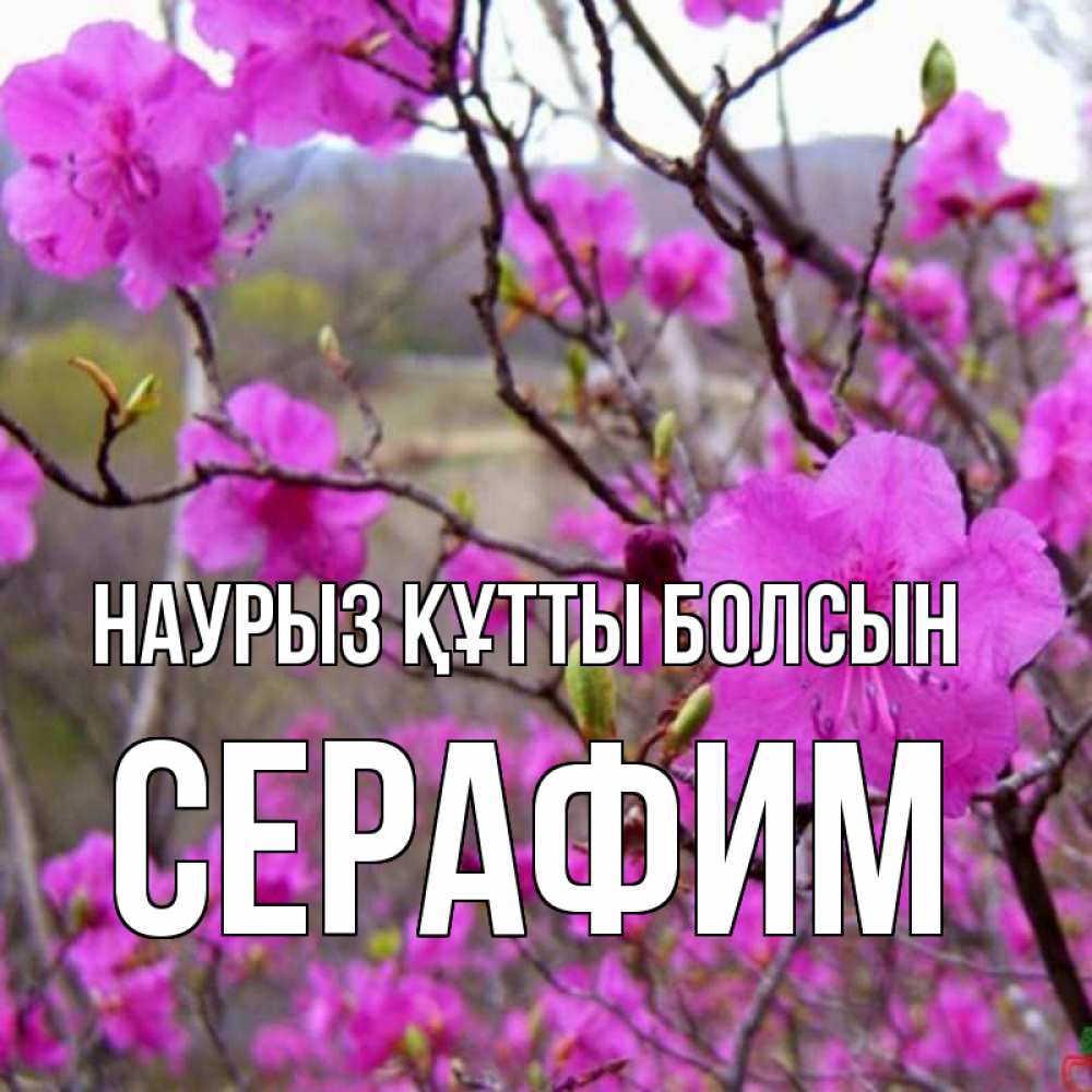 Открытка на каждый день с именем, Серафим Наурыз құтты болсын наурыз мейрамы кутты болсын Прикольная открытка с пожеланием онлайн скачать бесплатно 
