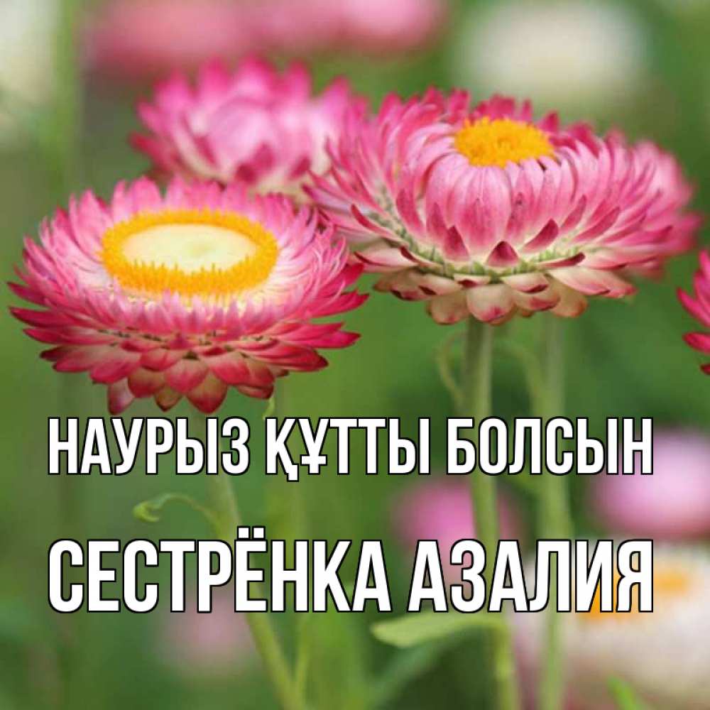 Открытка на каждый день с именем, Сестрёнка-Азалия Наурыз құтты болсын подарок на международный женский день Прикольная открытка с пожеланием онлайн скачать бесплатно 