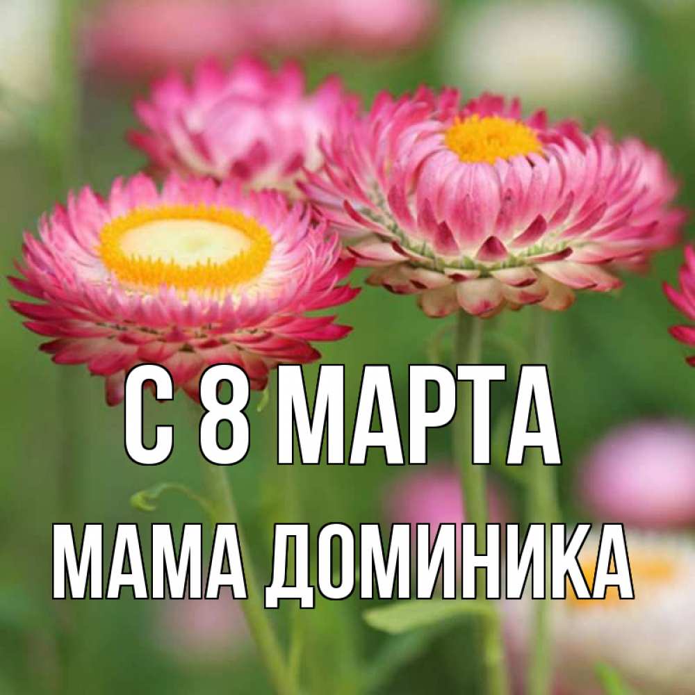 Открытка на каждый день с именем, Мама-Доминика С 8 марта подарок на международный женский день Прикольная открытка с пожеланием онлайн скачать бесплатно 