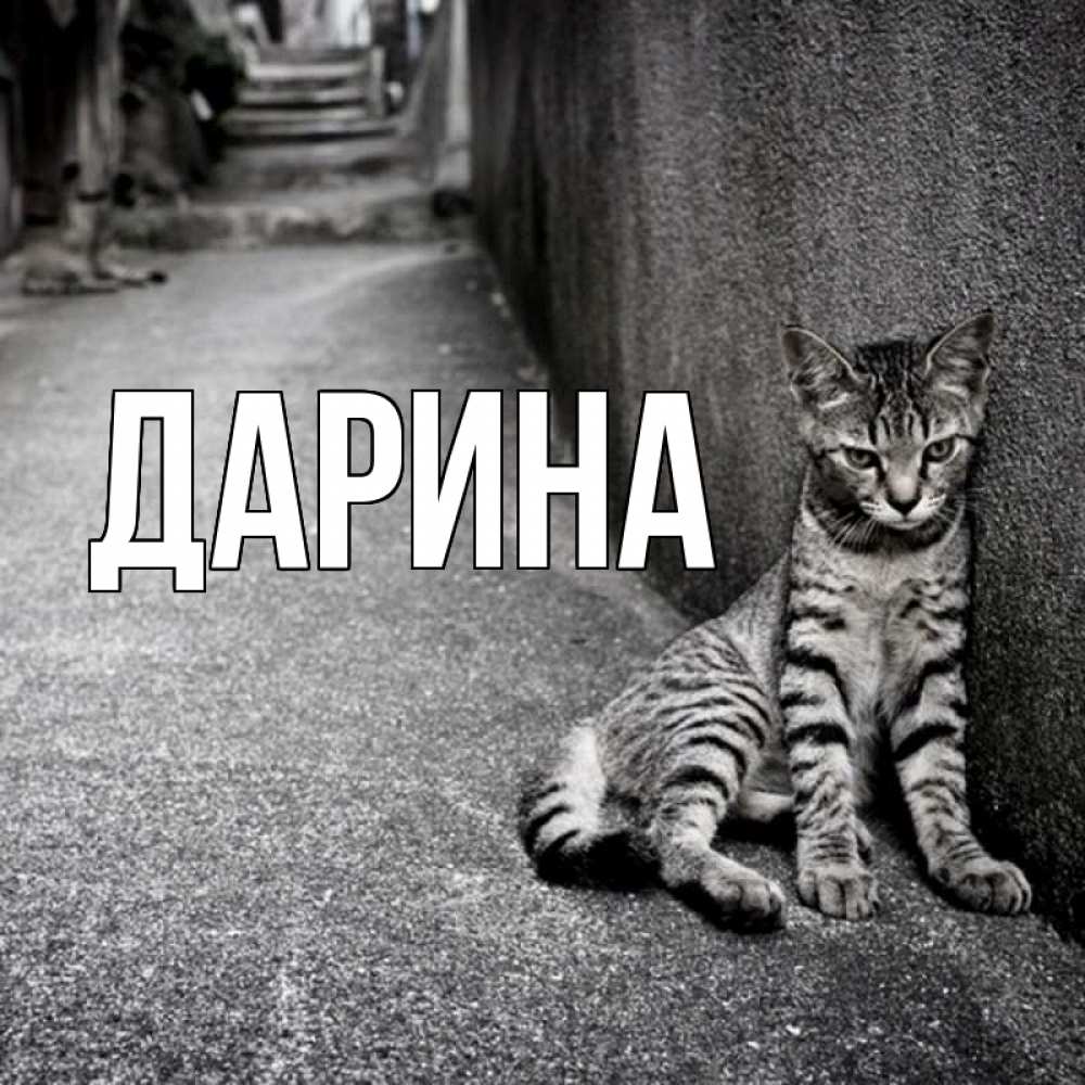 Открытка на каждый день с именем, Дарина Главная одиноко котику Прикольная открытка с пожеланием онлайн скачать бесплатно 