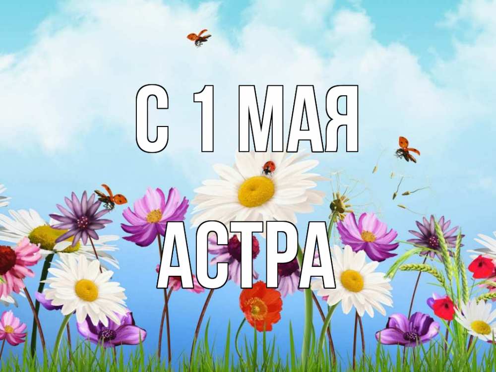 Открытка на каждый день с именем, Астра С 1 мая С 1 мая Прикольная открытка с пожеланием онлайн скачать бесплатно 