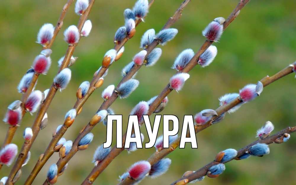 Открытка на каждый день с именем, Лаура Главная верба Прикольная открытка с пожеланием онлайн скачать бесплатно 