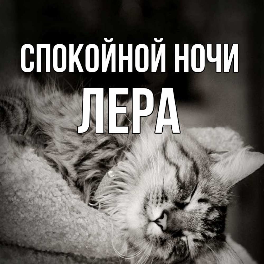 Открытка на каждый день с именем, Лера Спокойной ночи котярик пушистый Прикольная открытка с пожеланием онлайн скачать бесплатно 