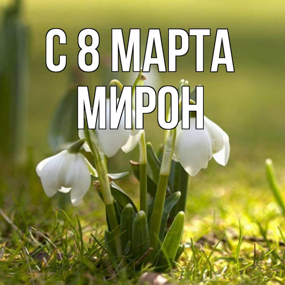 Открытка на каждый день с именем, Мирон С 8 марта ранние цветы 2 Прикольная открытка с пожеланием онлайн скачать бесплатно 