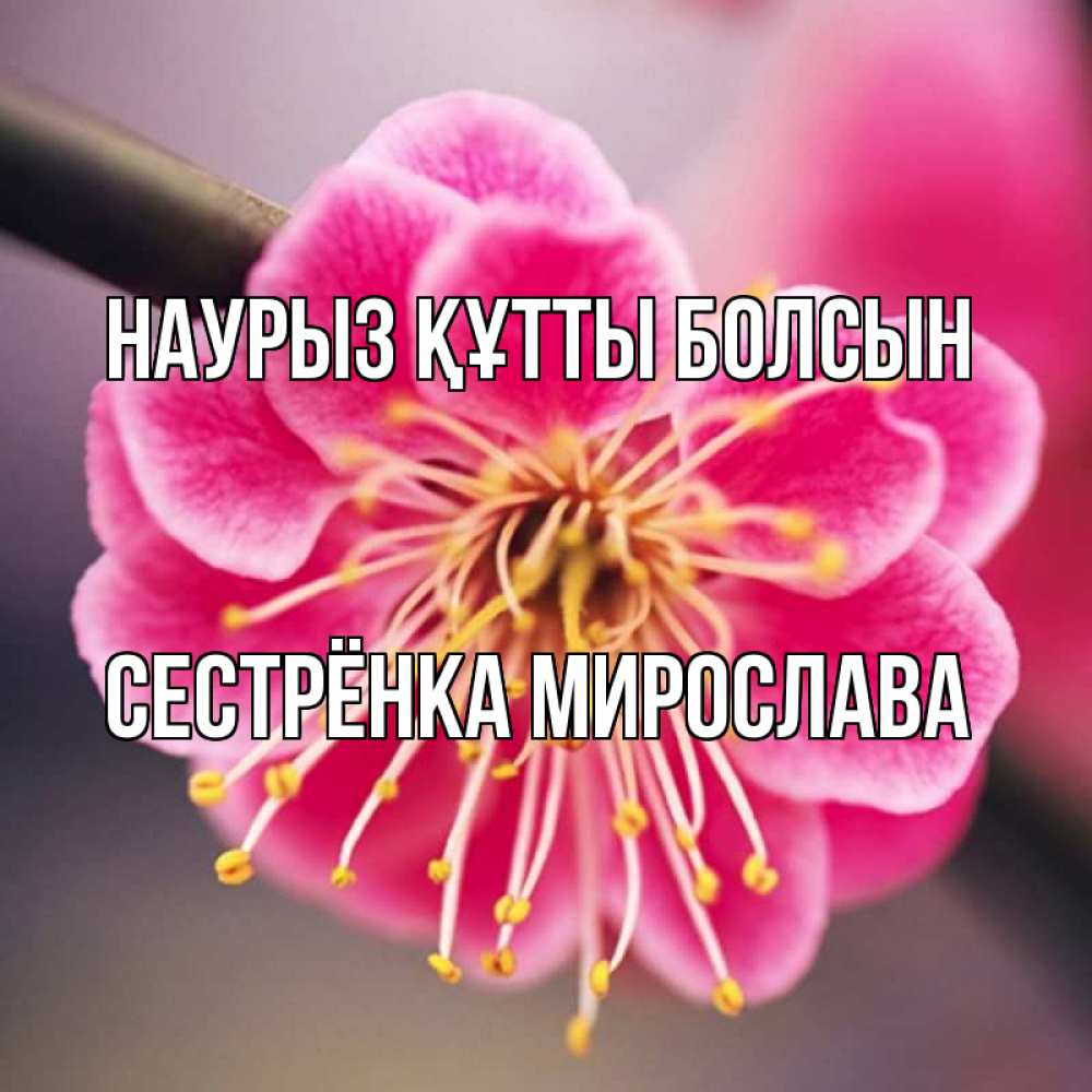 Открытка на каждый день с именем, Сестрёнка-Мирослава Наурыз құтты болсын цветы Прикольная открытка с пожеланием онлайн скачать бесплатно 