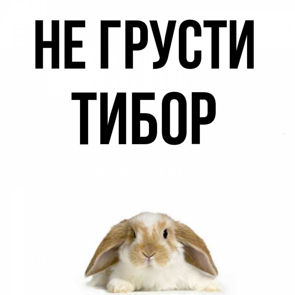Открытка на каждый день с именем, Тибор Не грусти коричнево белый заяц с большими ушками Прикольная открытка с пожеланием онлайн скачать бесплатно 