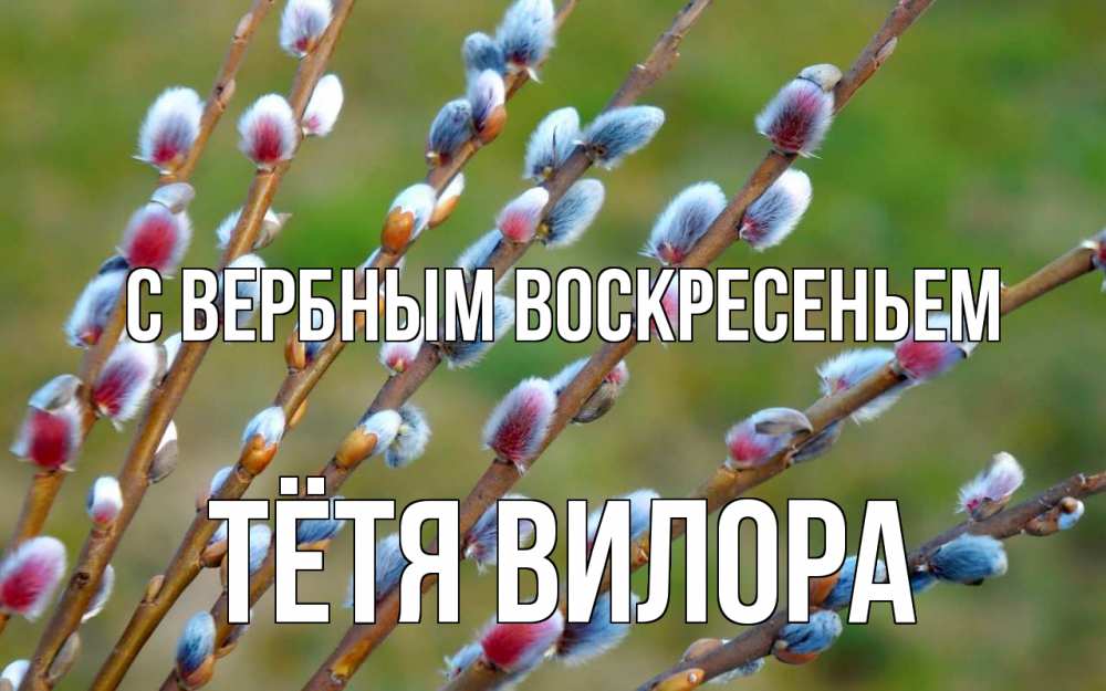 Открытка на каждый день с именем, Тётя-Вилора С вербным воскресеньем верба Прикольная открытка с пожеланием онлайн скачать бесплатно 