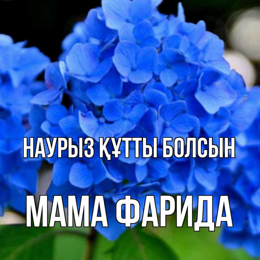 Открытка на каждый день с именем, Мама-Фарида Наурыз құтты болсын синие цветы Прикольная открытка с пожеланием онлайн скачать бесплатно 