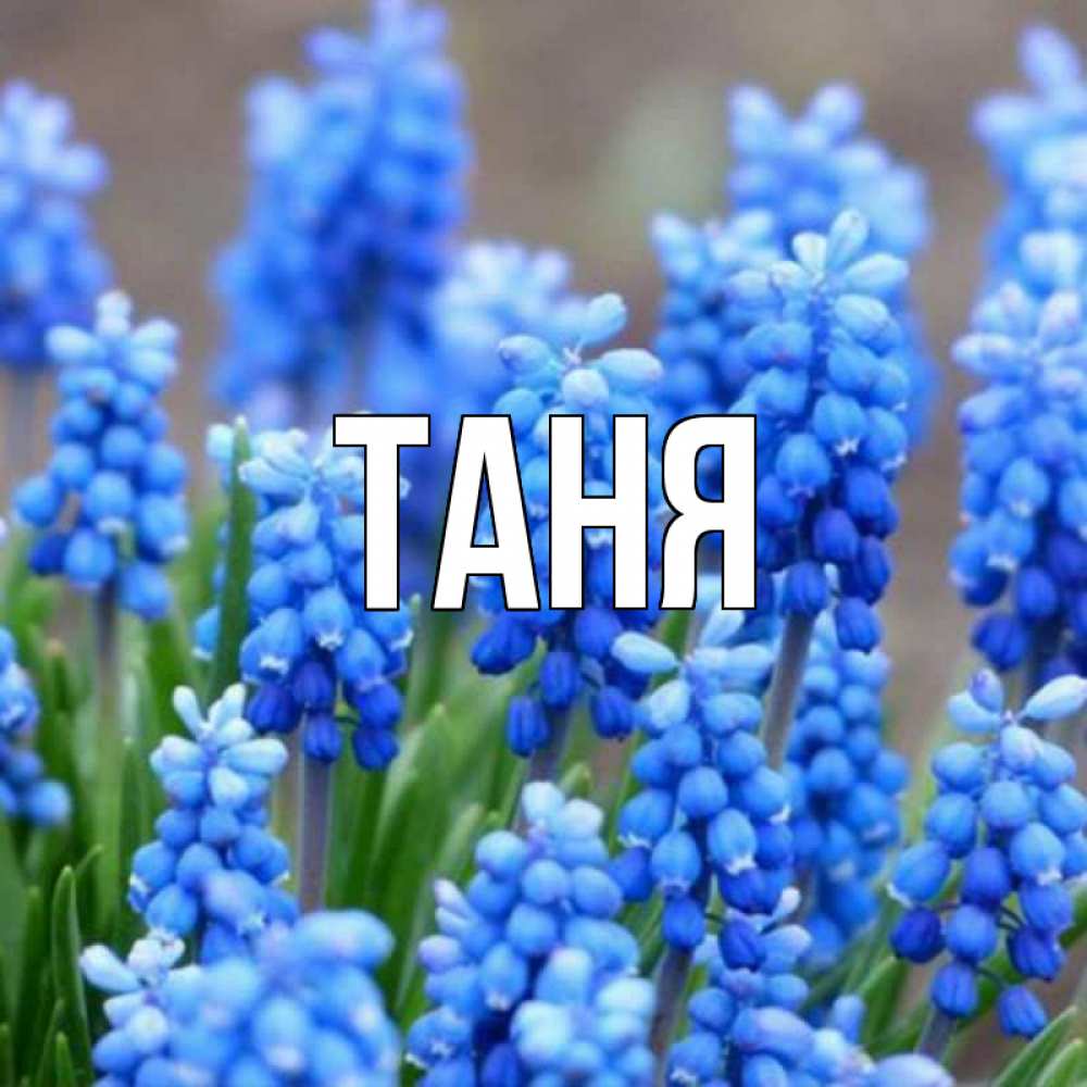 Имя таня на открытке