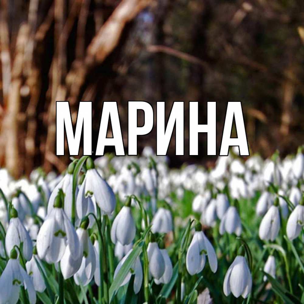 Открытка на каждый день с именем, Марина Главная с подснежниками 1 Прикольная открытка с пожеланием онлайн скачать бесплатно 