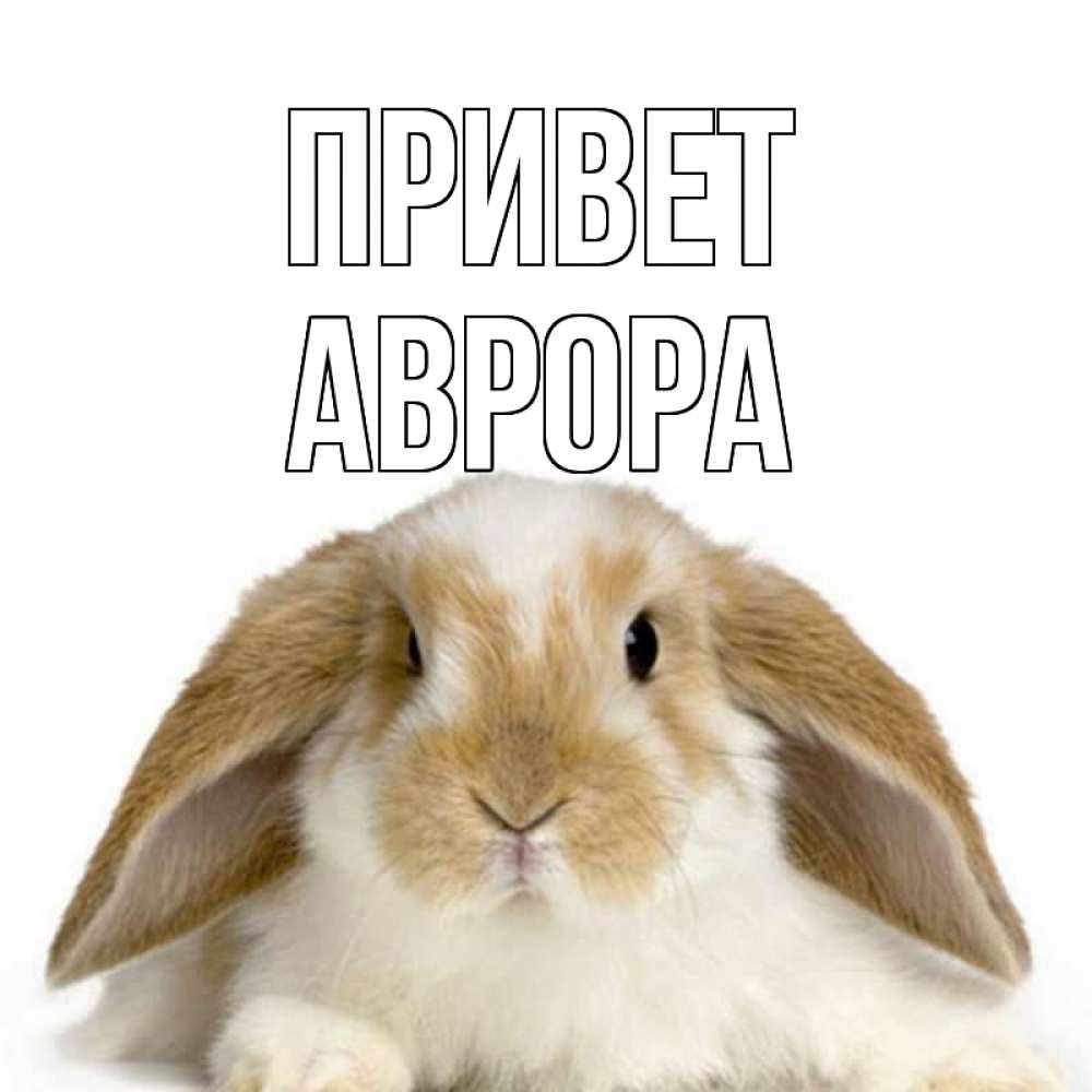 Открытка на каждый день с именем, Аврора Привет с животными Прикольная открытка с пожеланием онлайн скачать бесплатно 