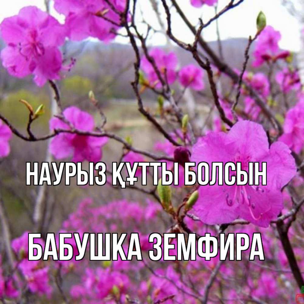 Открытка на каждый день с именем, Бабушка-Земфира Наурыз құтты болсын наурыз мейрамы кутты болсын Прикольная открытка с пожеланием онлайн скачать бесплатно 