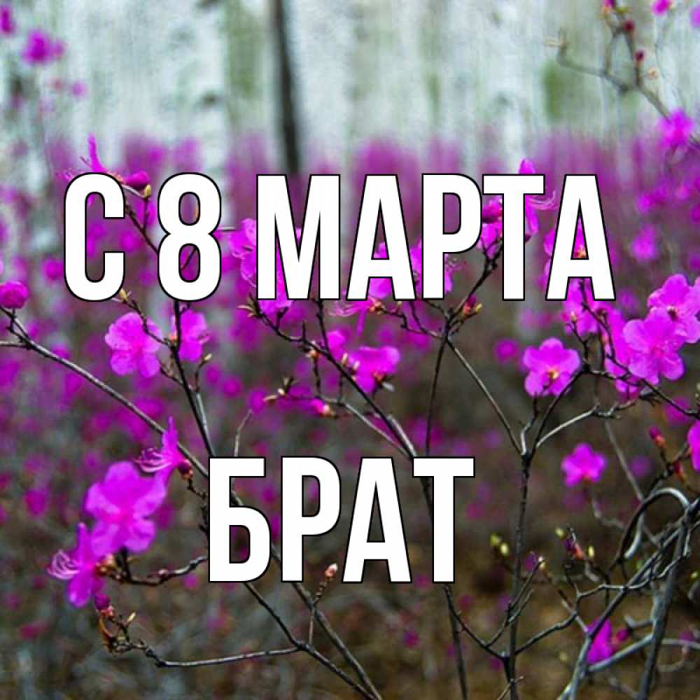 Открытка на каждый день с именем, Брат С 8 марта дикие цветы Прикольная открытка с пожеланием онлайн скачать бесплатно 