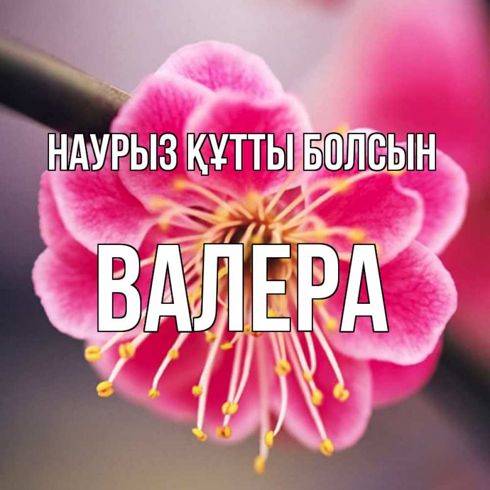 Открытка на каждый день с именем, Валера Наурыз құтты болсын цветы Прикольная открытка с пожеланием онлайн скачать бесплатно 