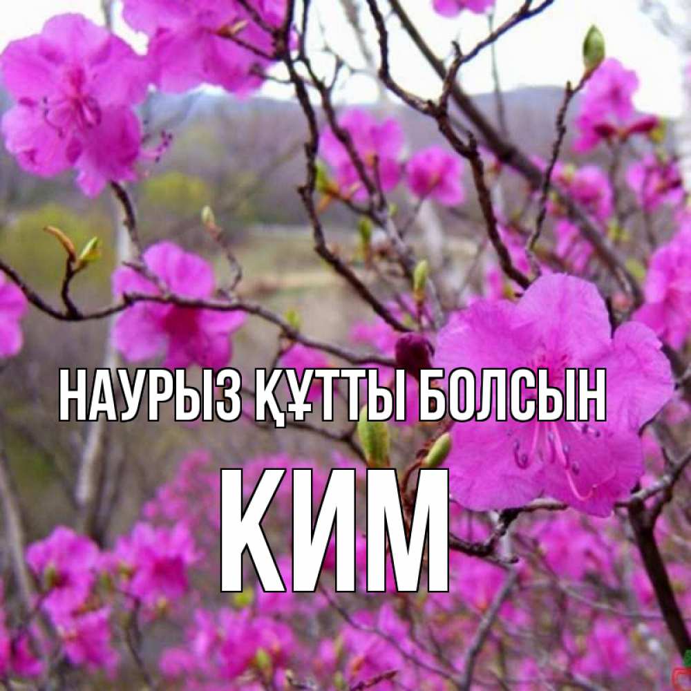 Открытка на каждый день с именем, Ким Наурыз құтты болсын наурыз мейрамы кутты болсын Прикольная открытка с пожеланием онлайн скачать бесплатно 
