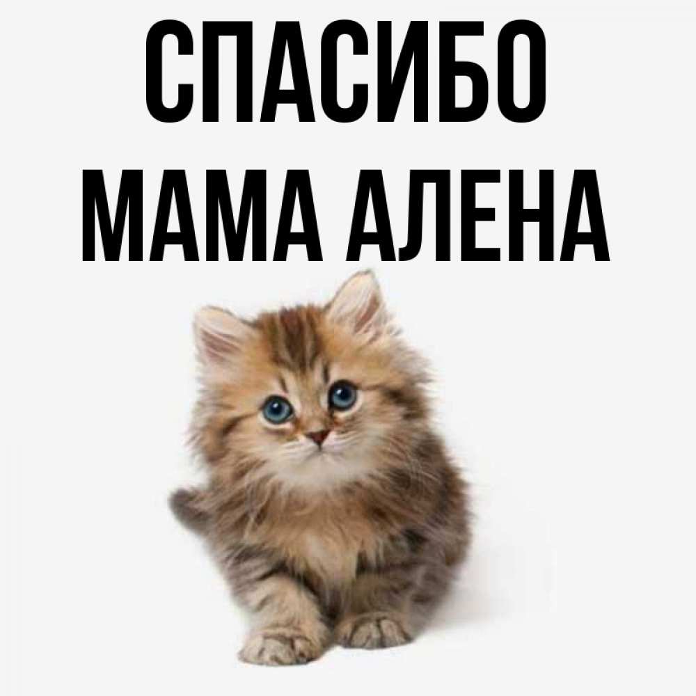 Открытка на каждый день с именем, Мама-Алена Спасибо пушистый котик Прикольная открытка с пожеланием онлайн скачать бесплатно 