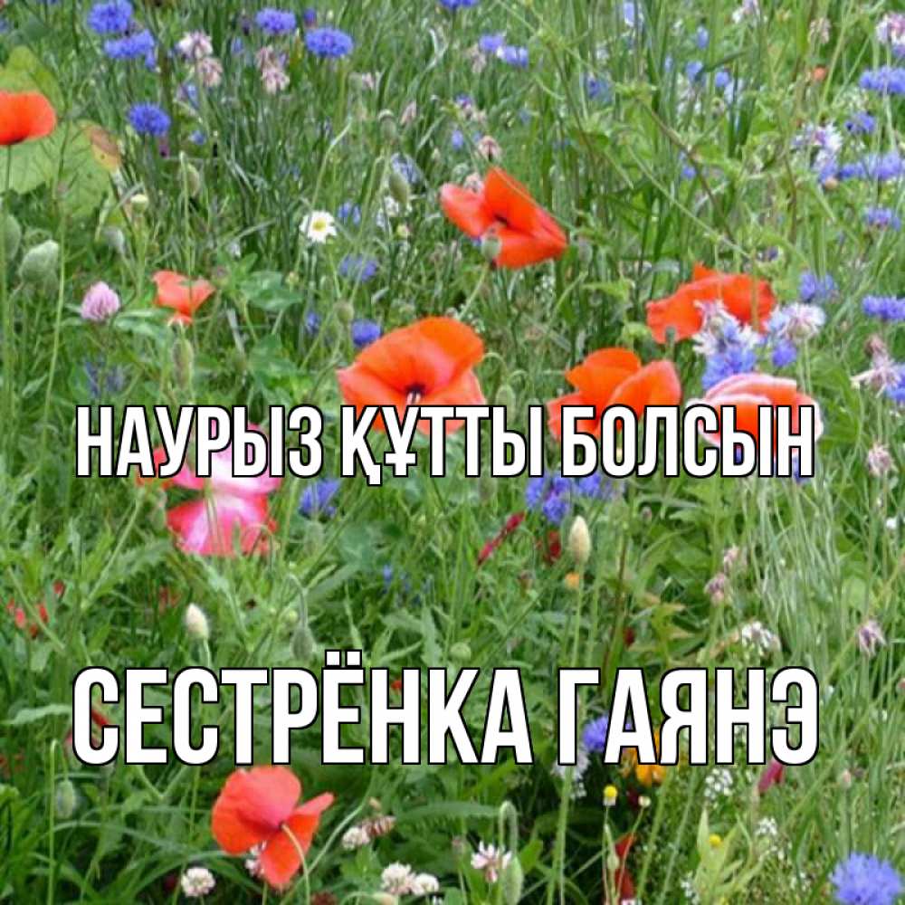Открытка на каждый день с именем, Сестрёнка-Гаянэ Наурыз құтты болсын наурыз  4 Прикольная открытка с пожеланием онлайн скачать бесплатно 