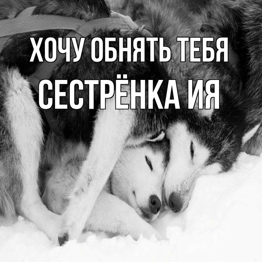 Открытка на каждый день с именем, Сестрёнка-Ия Хочу обнять тебя собачки в упряжке Прикольная открытка с пожеланием онлайн скачать бесплатно 