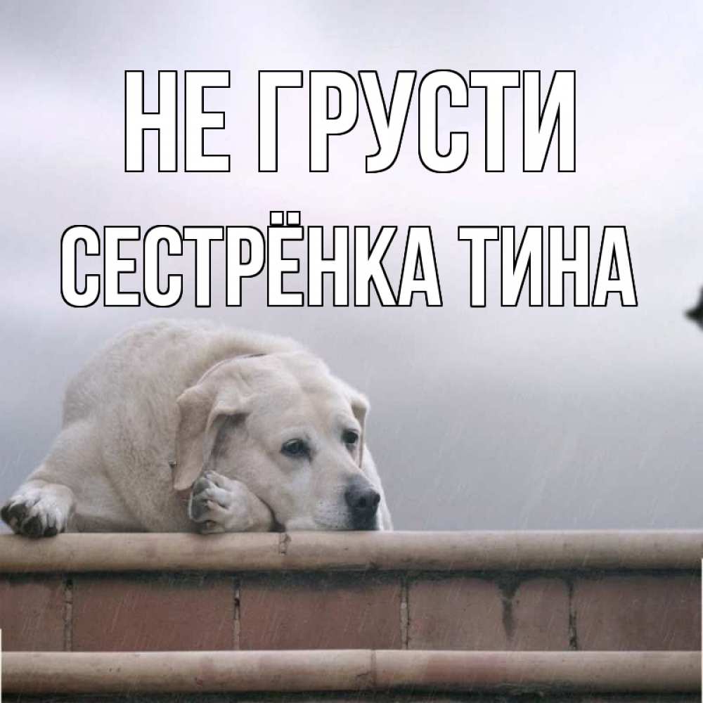 Открытка на каждый день с именем, Сестрёнка-Тина Не грусти белый пес 1 Прикольная открытка с пожеланием онлайн скачать бесплатно 