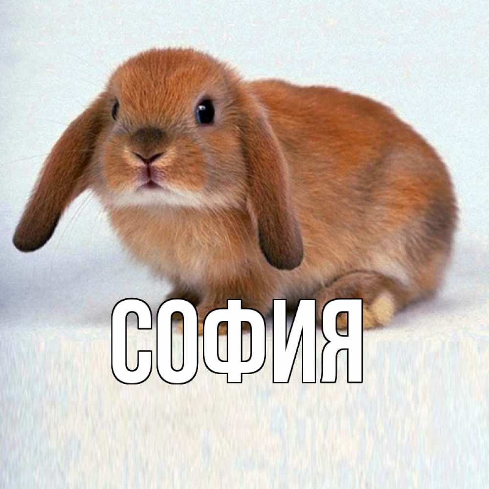 Открытка на каждый день с именем, София Главная вислоухий рыжий кролик Прикольная открытка с пожеланием онлайн скачать бесплатно 