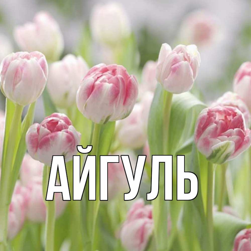 Открытка на каждый день с именем, Айгуль Главная цветы Прикольная открытка с пожеланием онлайн скачать бесплатно 