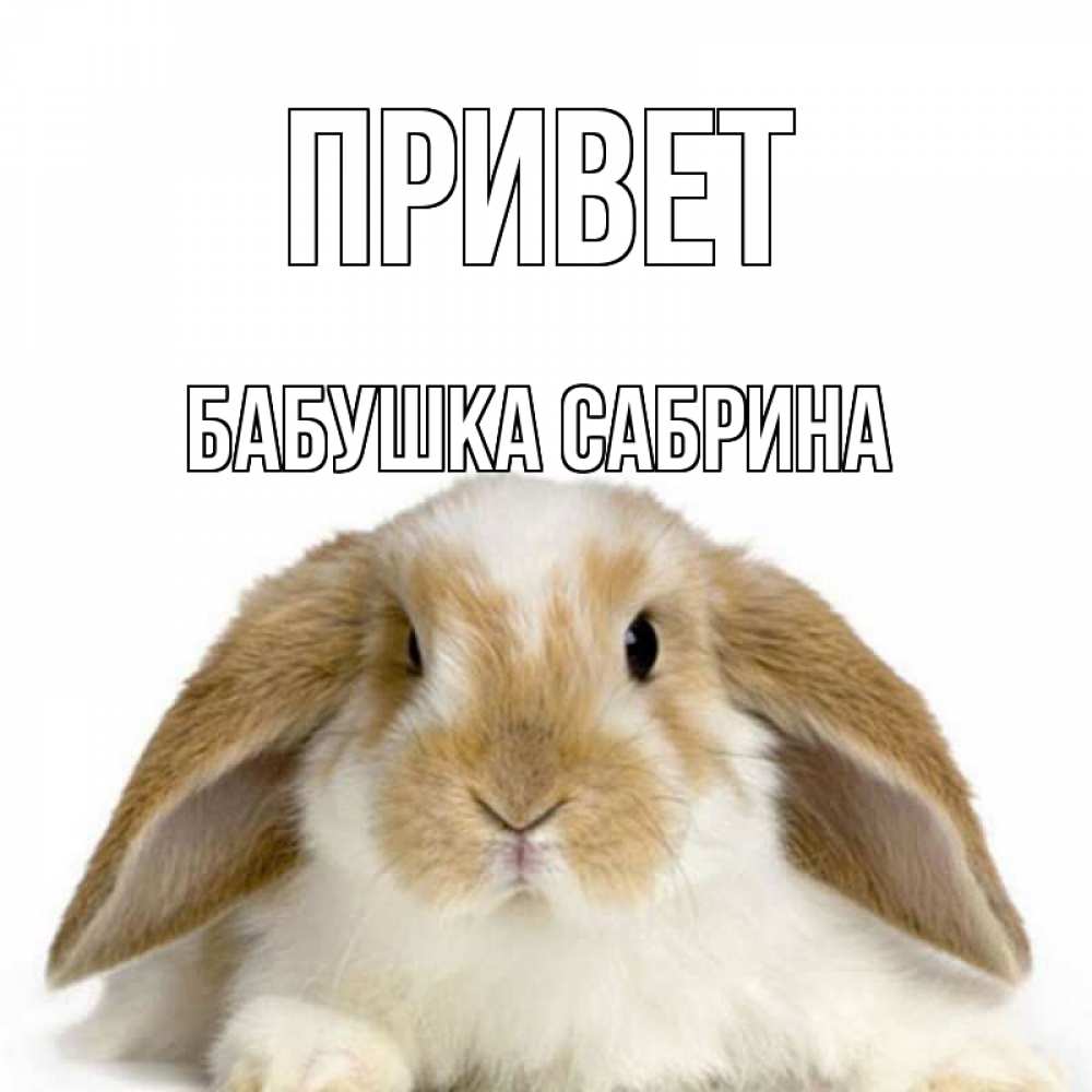 Открытка на каждый день с именем, Бабушка-Сабрина Привет с животными Прикольная открытка с пожеланием онлайн скачать бесплатно 