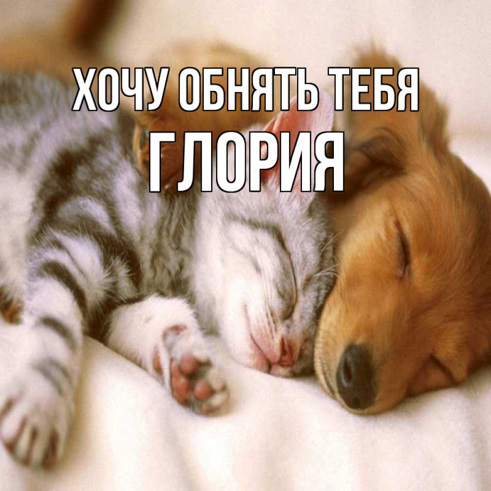 Открытка на каждый день с именем, Глория Хочу обнять тебя пес и котенок Прикольная открытка с пожеланием онлайн скачать бесплатно 