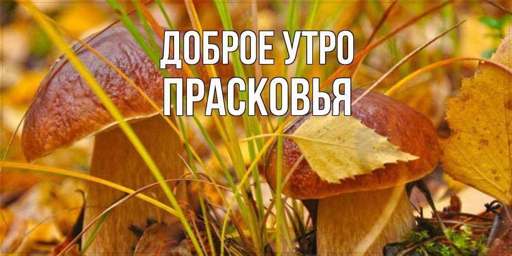 Открытка на каждый день с именем, Прасковья Доброе утро осенние грибы Прикольная открытка с пожеланием онлайн скачать бесплатно 