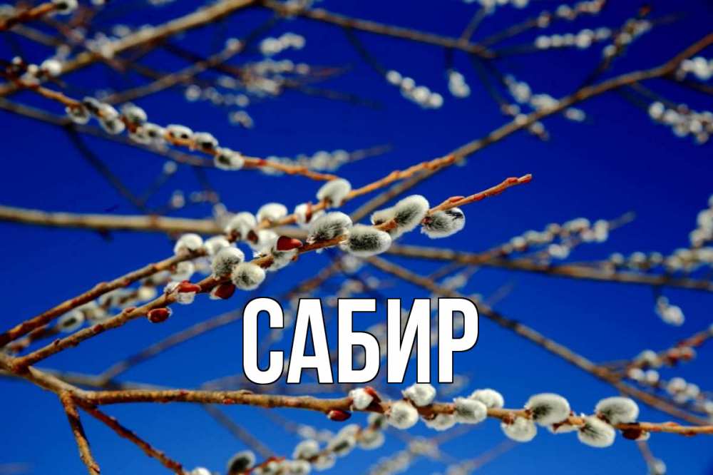 Открытка на каждый день с именем, Сабир Главная верба Прикольная открытка с пожеланием онлайн скачать бесплатно 