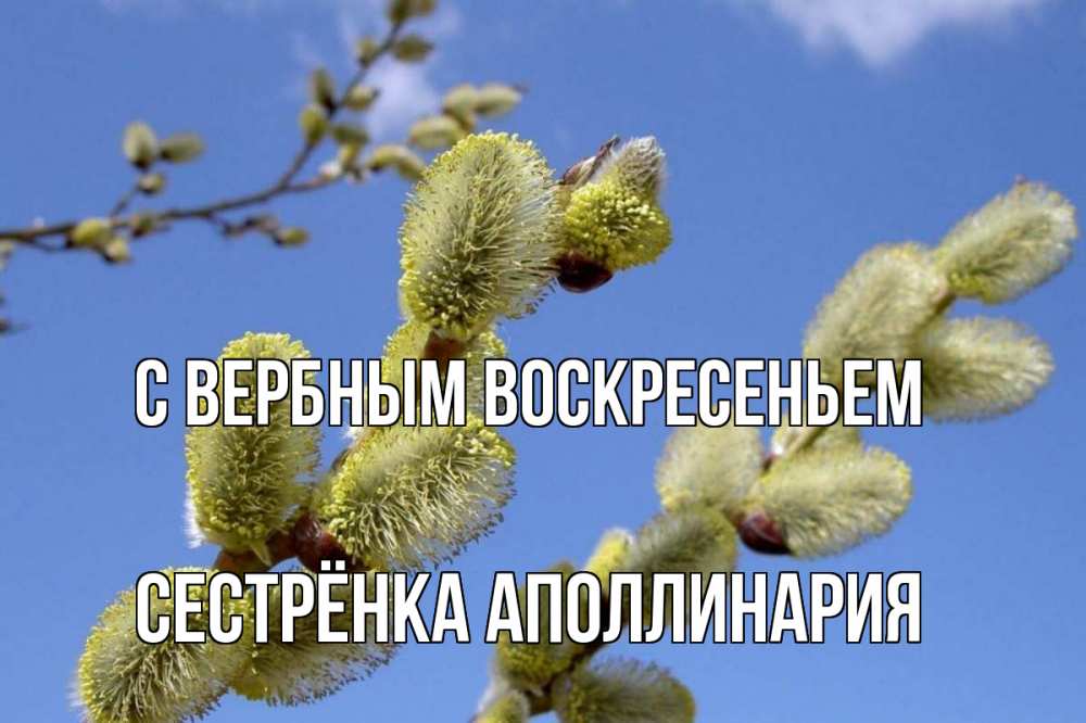 Открытка на каждый день с именем, Сестрёнка-Аполлинария С вербным воскресеньем верба Прикольная открытка с пожеланием онлайн скачать бесплатно 