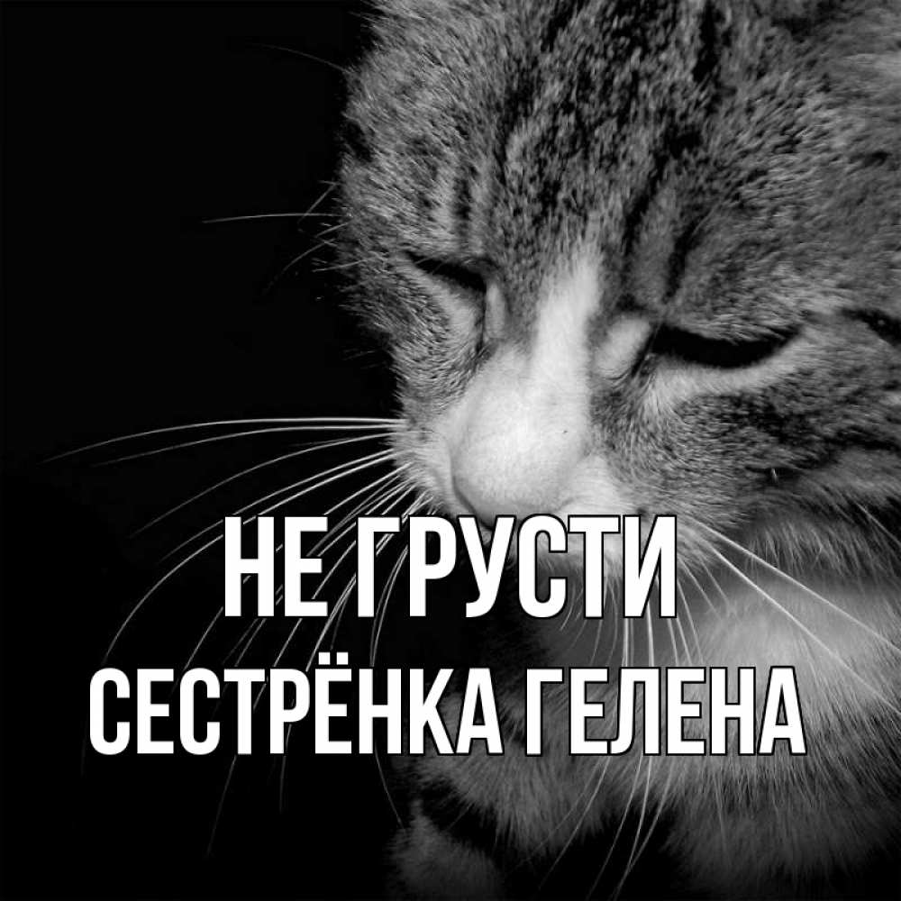 Открытка на каждый день с именем, Сестрёнка-Гелена Не грусти грустный котик Прикольная открытка с пожеланием онлайн скачать бесплатно 