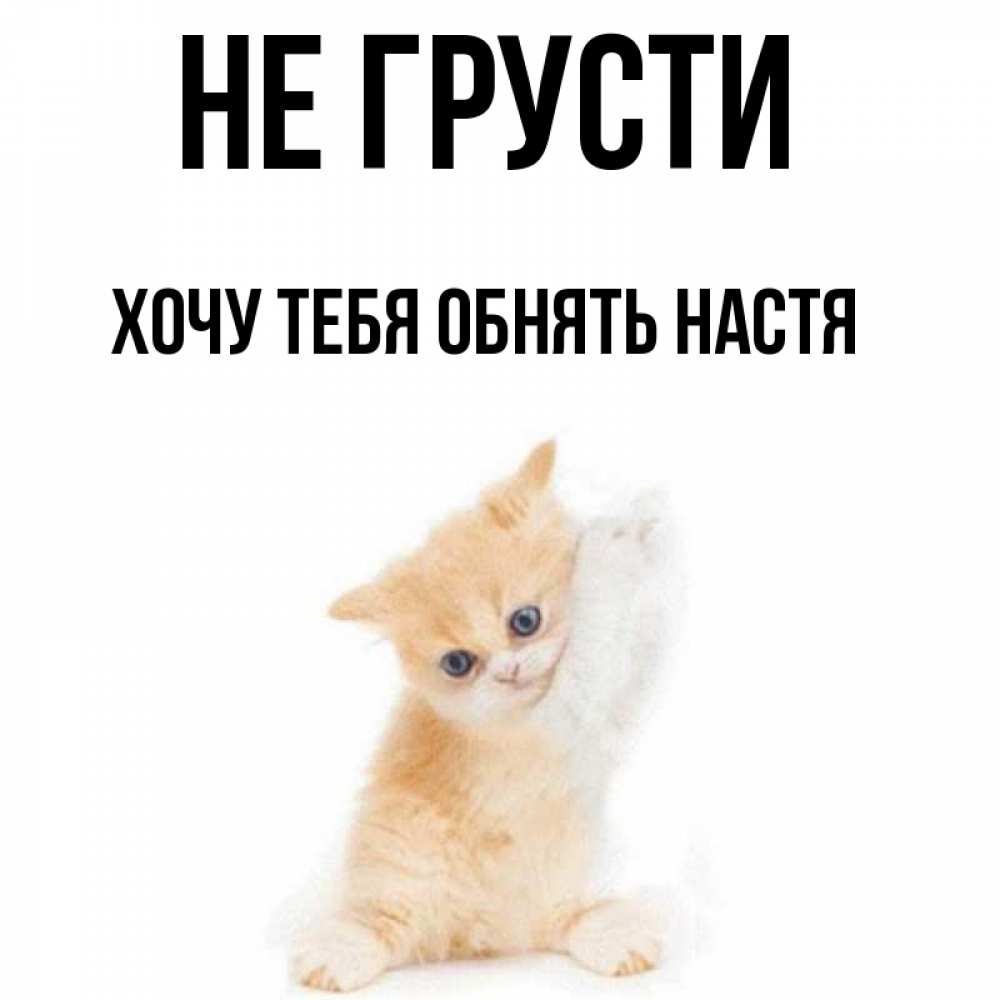 Открытка на каждый день с именем, Хочу-тебя-обнять-настя Не грусти просящий кот Прикольная открытка с пожеланием онлайн скачать бесплатно 