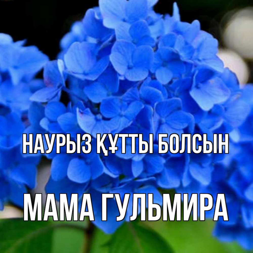 Открытка на каждый день с именем, Мама-Гульмира Наурыз құтты болсын синие цветы Прикольная открытка с пожеланием онлайн скачать бесплатно 