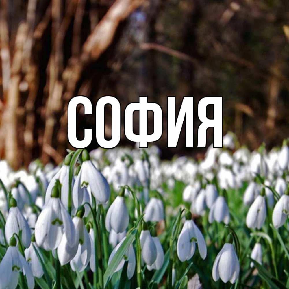 Открытка на каждый день с именем, София Главная с подснежниками 1 Прикольная открытка с пожеланием онлайн скачать бесплатно 