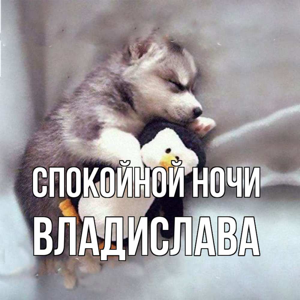 Открытка на каждый день с именем, Владислава Спокойной ночи обнимашки щенка и пингвина Прикольная открытка с пожеланием онлайн скачать бесплатно 