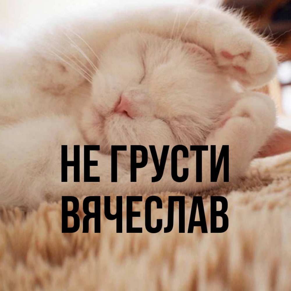 Открытка на каждый день с именем, Вячеслав Не грусти Котенок спит Прикольная открытка с пожеланием онлайн скачать бесплатно 