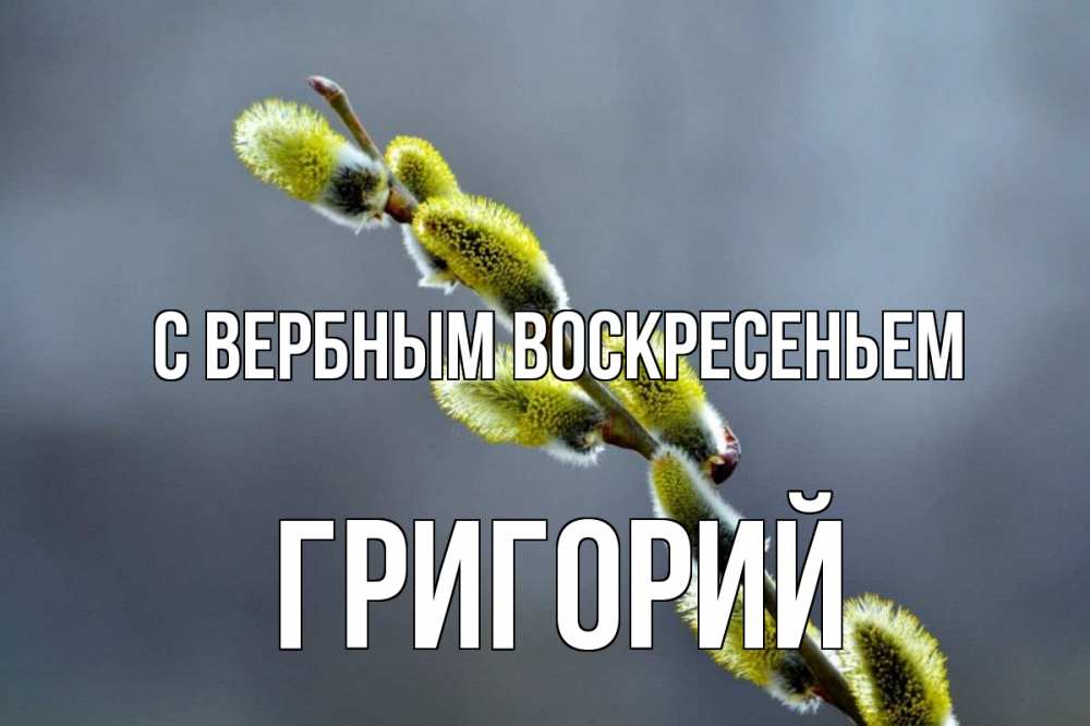 Открытка на каждый день с именем, Григорий С вербным воскресеньем верба Прикольная открытка с пожеланием онлайн скачать бесплатно 