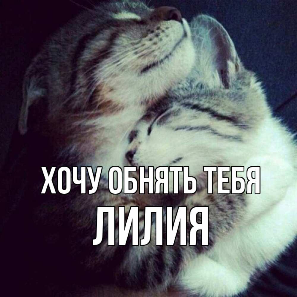 Открытка на каждый день с именем, Лилия Хочу обнять тебя полосатики Прикольная открытка с пожеланием онлайн скачать бесплатно 