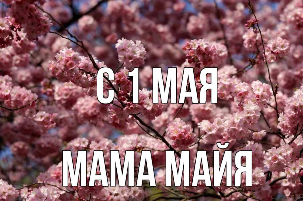 Открытка на каждый день с именем, Мама-Майя С 1 мая С 1 мая Прикольная открытка с пожеланием онлайн скачать бесплатно 
