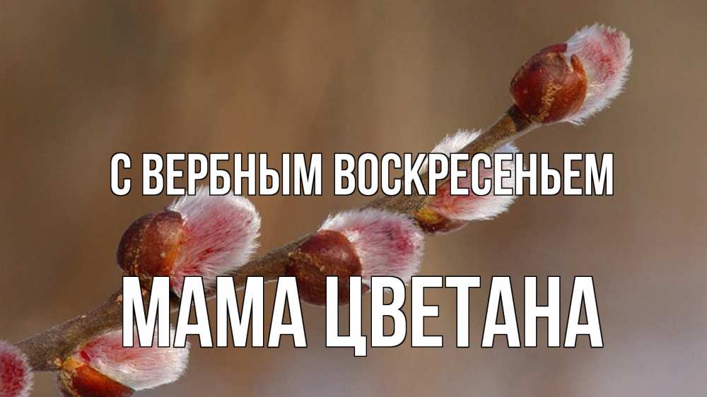 Открытка на каждый день с именем, Мама-Цветана С вербным воскресеньем верба Прикольная открытка с пожеланием онлайн скачать бесплатно 