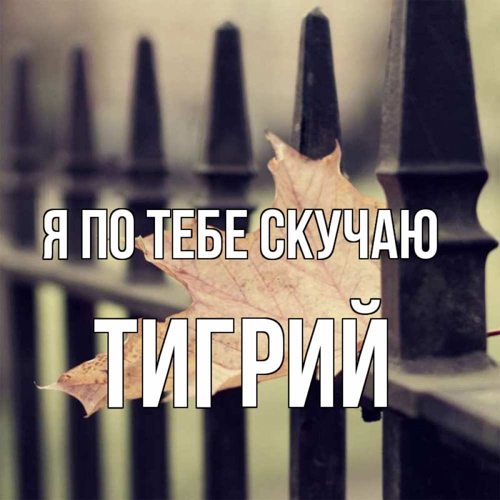 Открытка на каждый день с именем, Тигрий Я по тебе скучаю очень скучно Прикольная открытка с пожеланием онлайн скачать бесплатно 