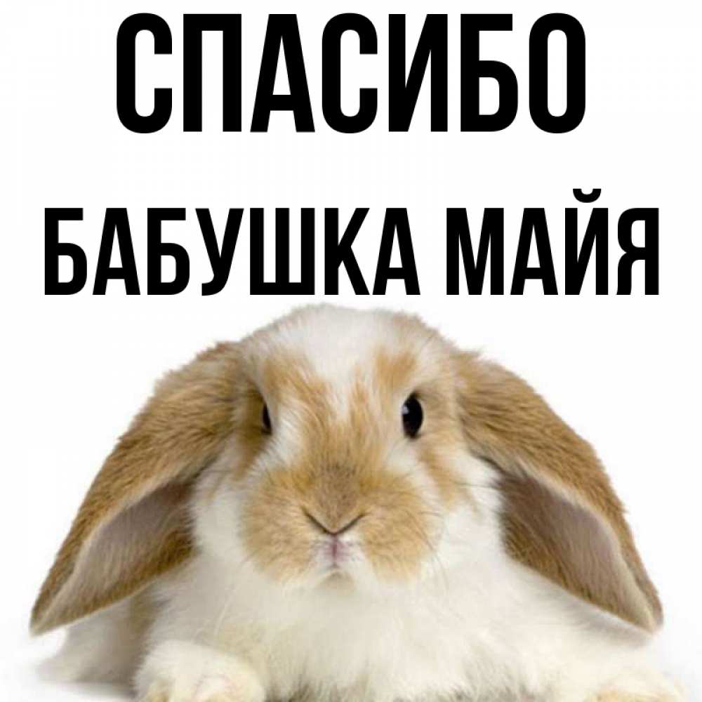 Открытка на каждый день с именем, Бабушка-Майя Спасибо коричнево белый заяц Прикольная открытка с пожеланием онлайн скачать бесплатно 