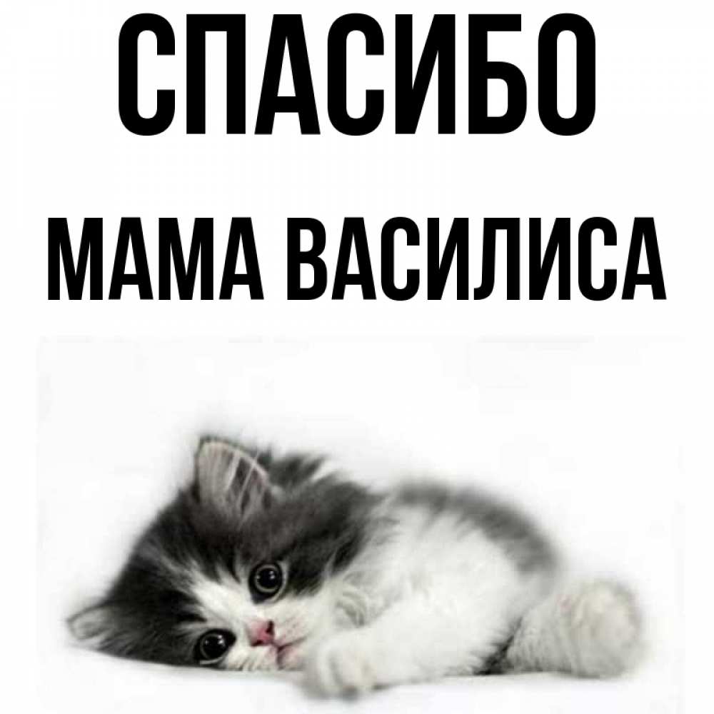 Открытка на каждый день с именем, Мама-Василиса Спасибо черный и белый кот Прикольная открытка с пожеланием онлайн скачать бесплатно 